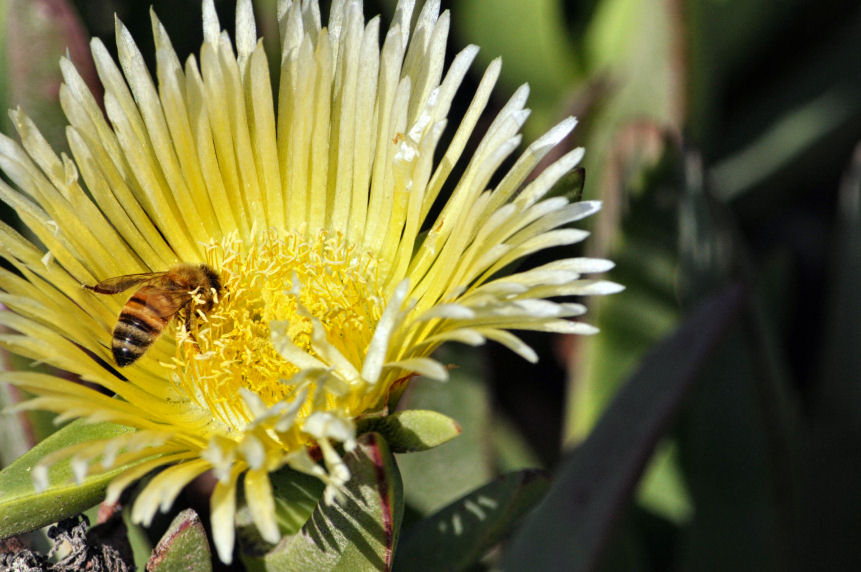 bee-in-ice-plant-flower