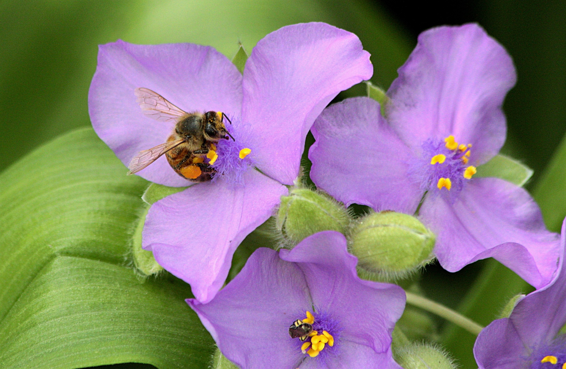 honey-bee-on-purple-spiderwort