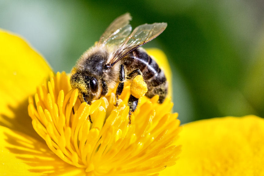 pollinating-bee-1494518889O0p